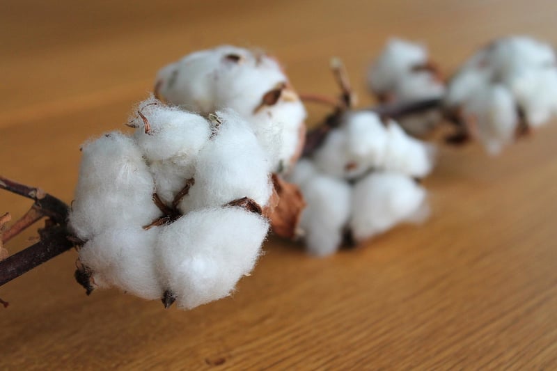 Organic Cotton Textiles